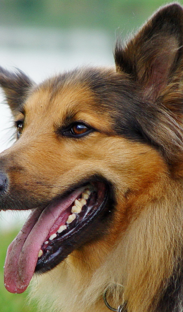 Австралийская овчарка с коричневым окрасом