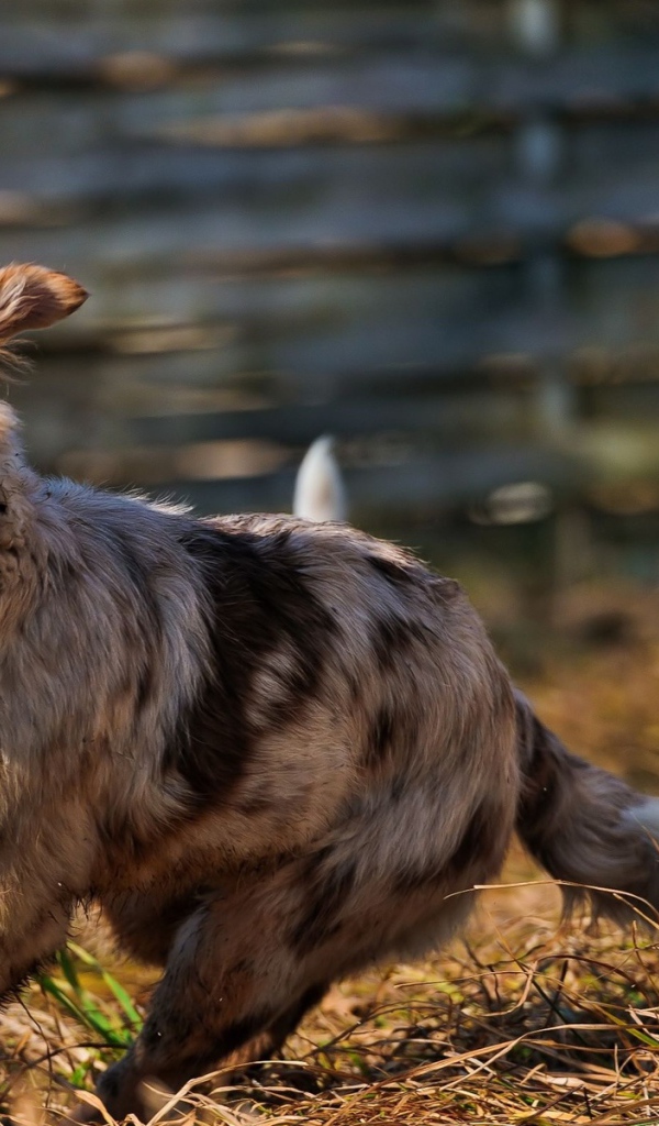 Австралийские овчарки играют