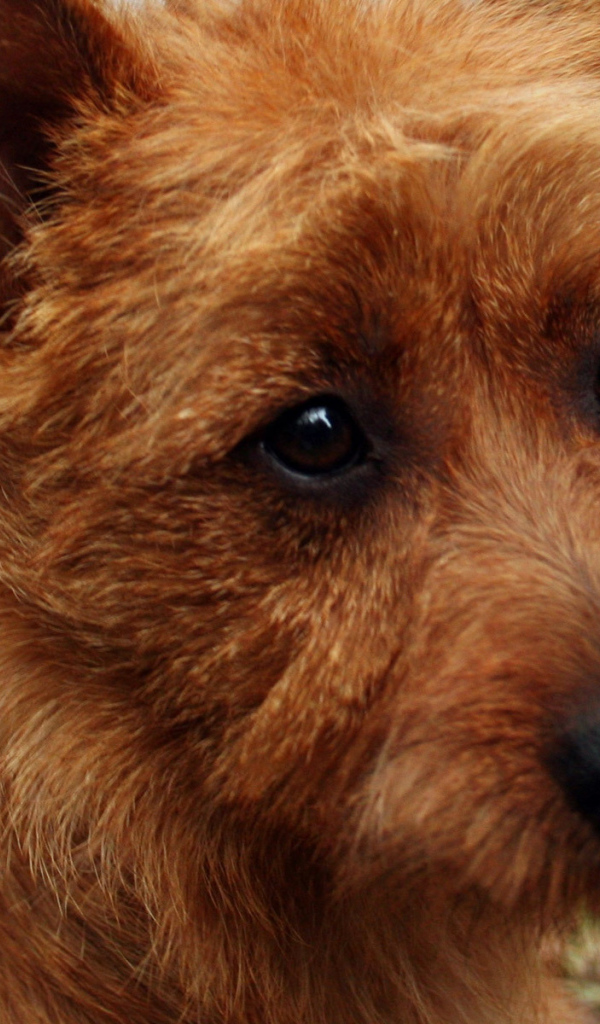 Австралийский терьер крупным планом