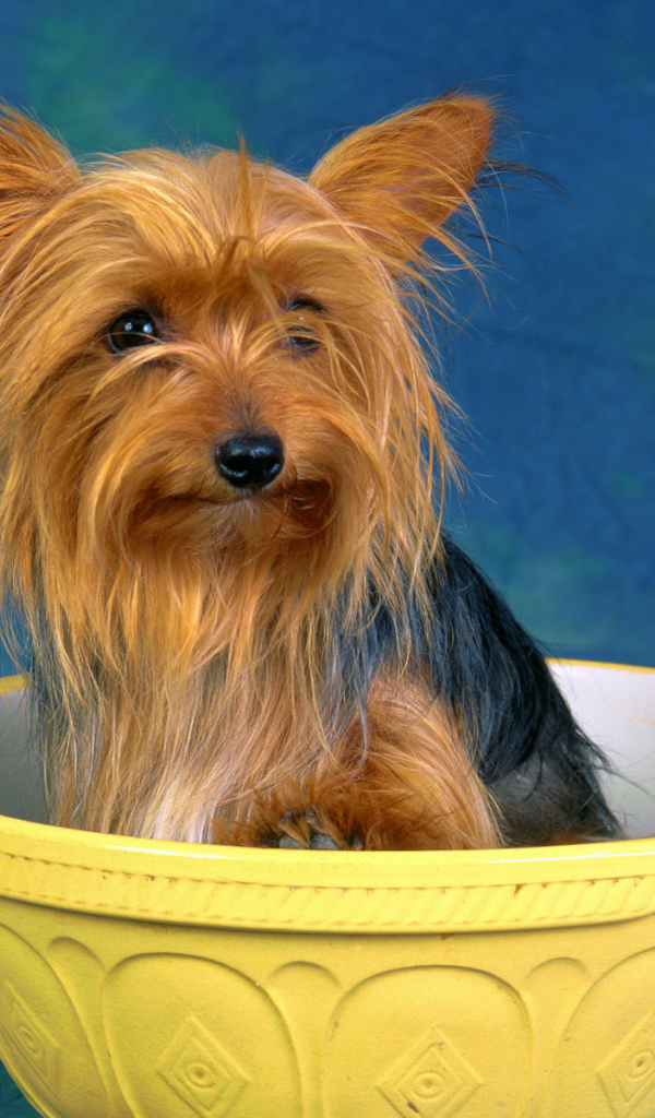 Австралийский терьер в миске