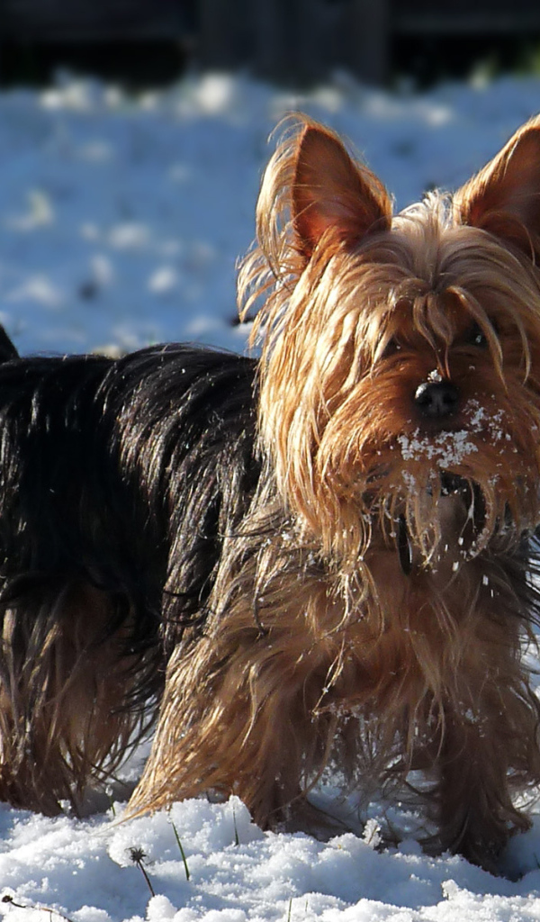 Австралийский терьер в снегу