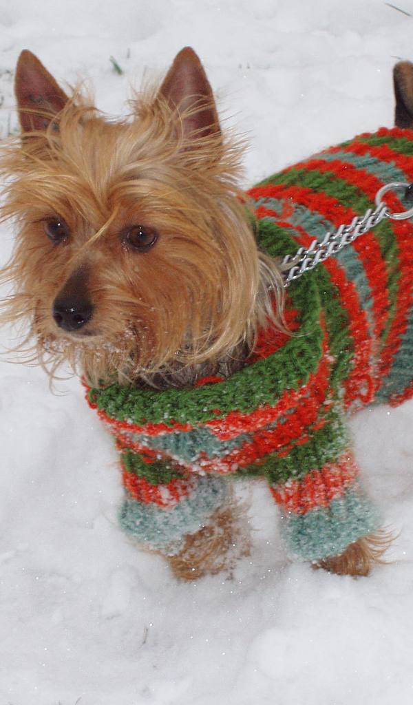 Австралийский терьер зимой