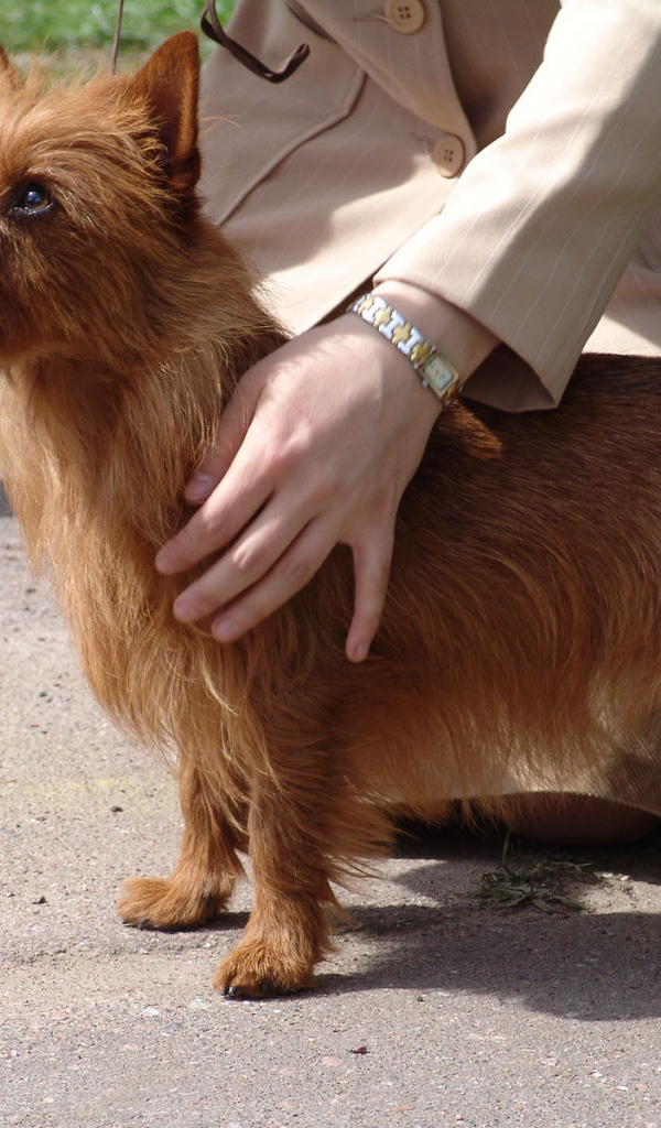 Австралийский терьер с хозяином