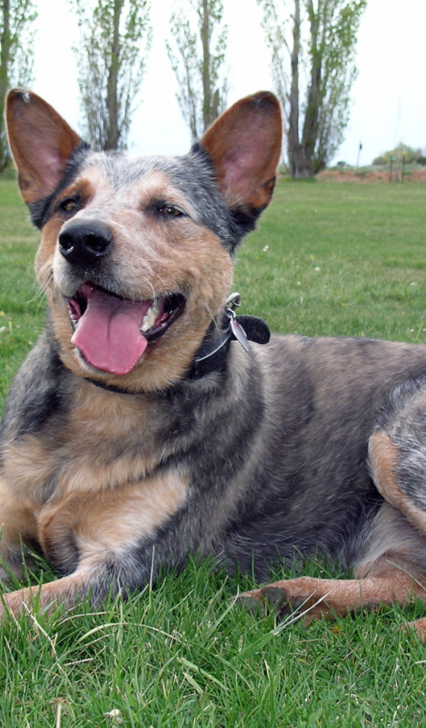 Австралийская пастушья собака устала