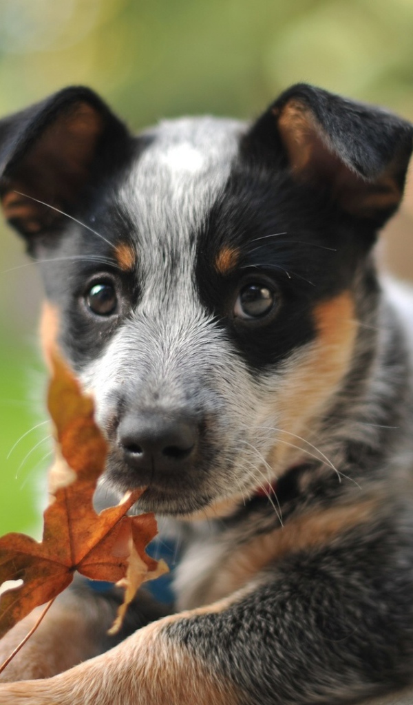 Щенок австралийской пастушьей собаки и осенний лист