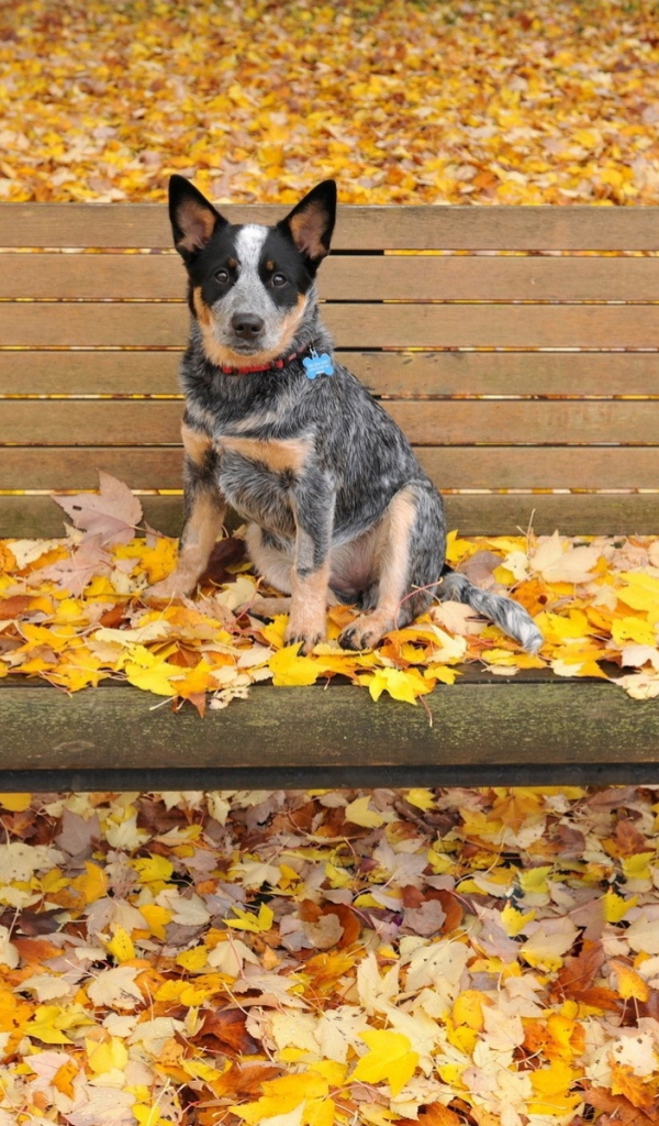 Щенок австралийской пастушьей собаки сидит на скамейке