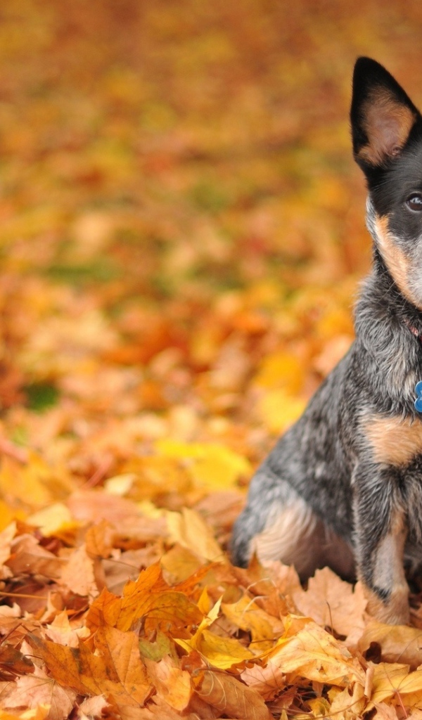 Щенок австралийской пастушьей собаки на осенней листве