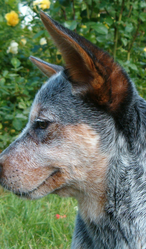 Щенок австралийской пастушьей собаки задумался