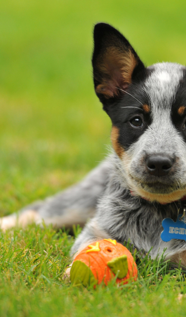 Щенок австралийской пастушьей собаки с мячом