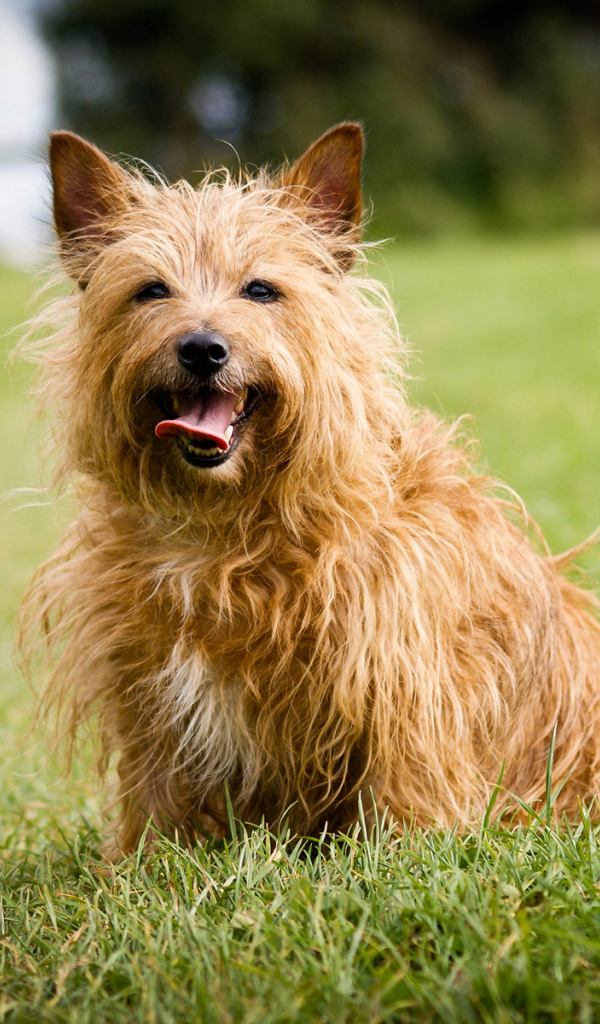 Австралийский терьер на траве