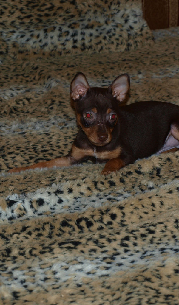 Младенец Карликовый пинчер на кровати