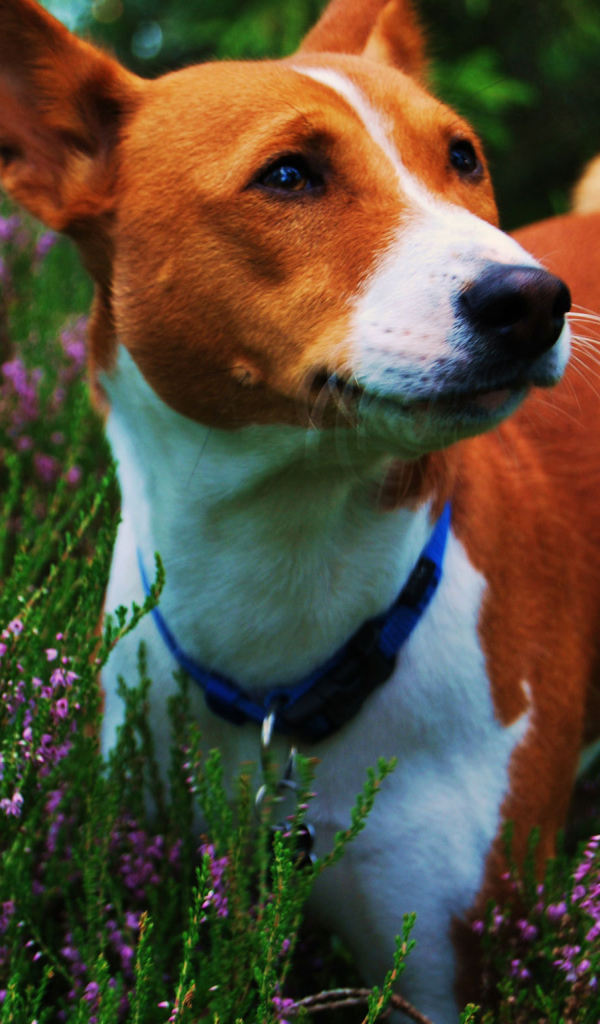 Собака породы басенджи среди цветов