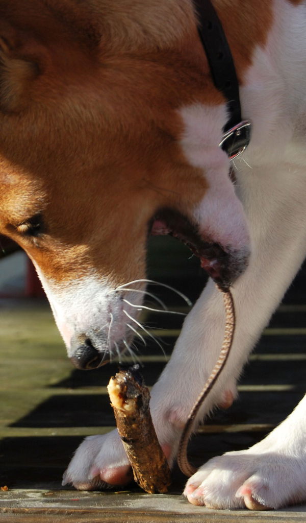Собака породы басенджи грызёт палку