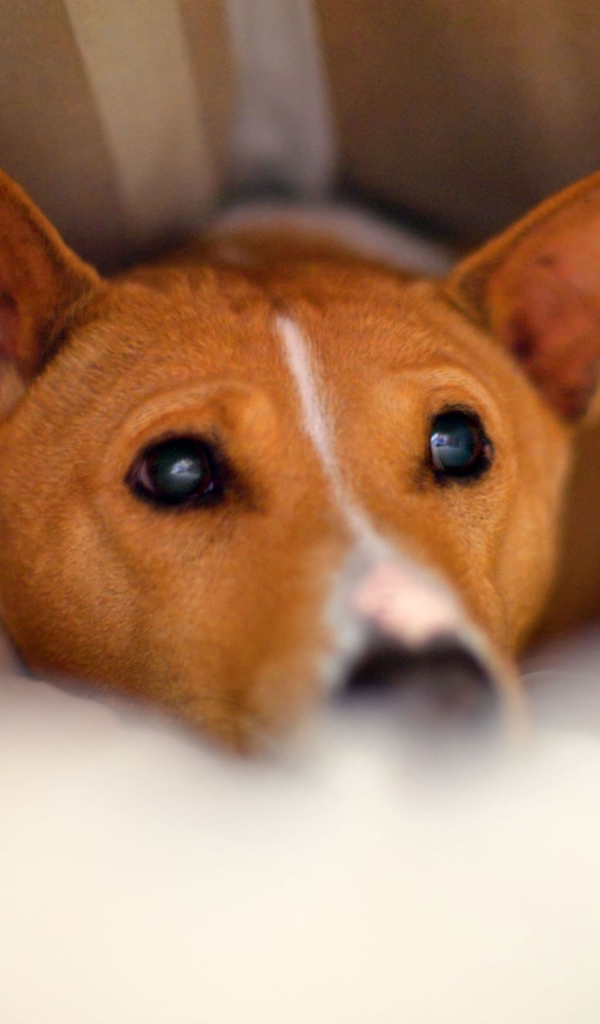 Собака породы басенджи спряталась под одеялом