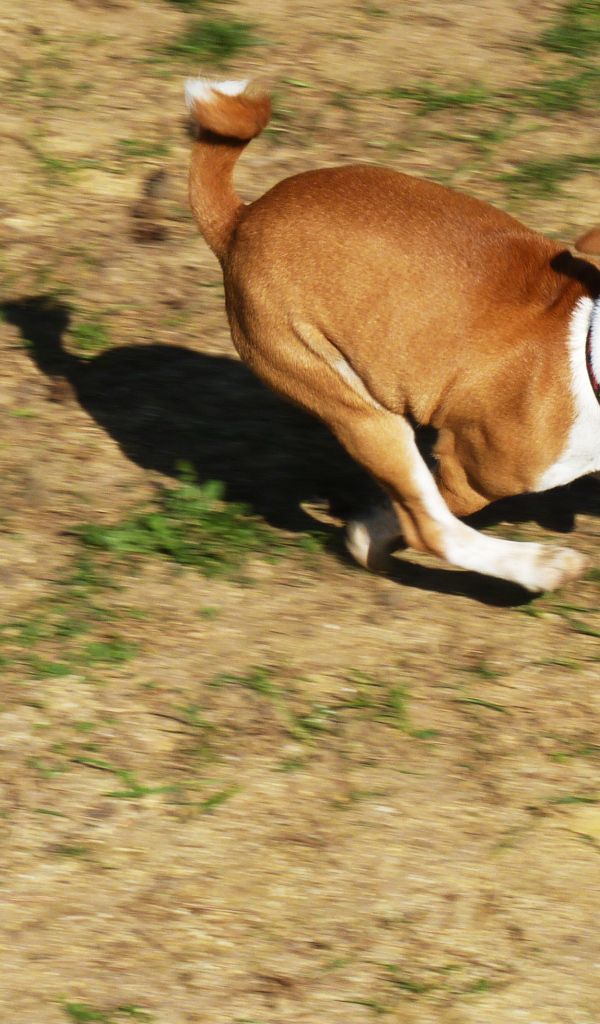 Собака породы басенджи куда-то торопится