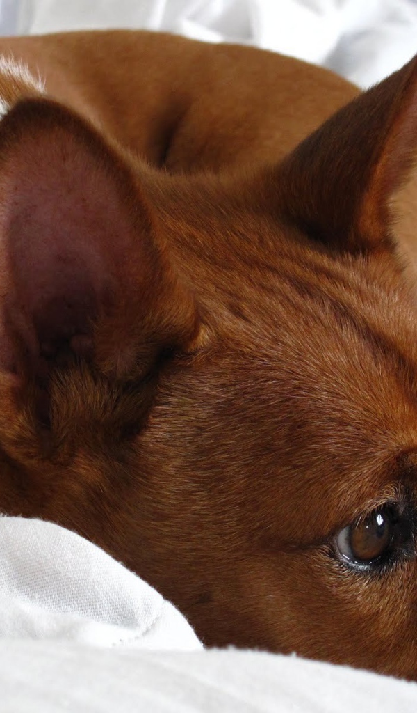 Собака породы басенджи отдыхает на кровати