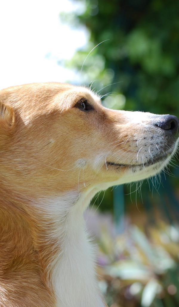 Собака породы басенджи любит солнце