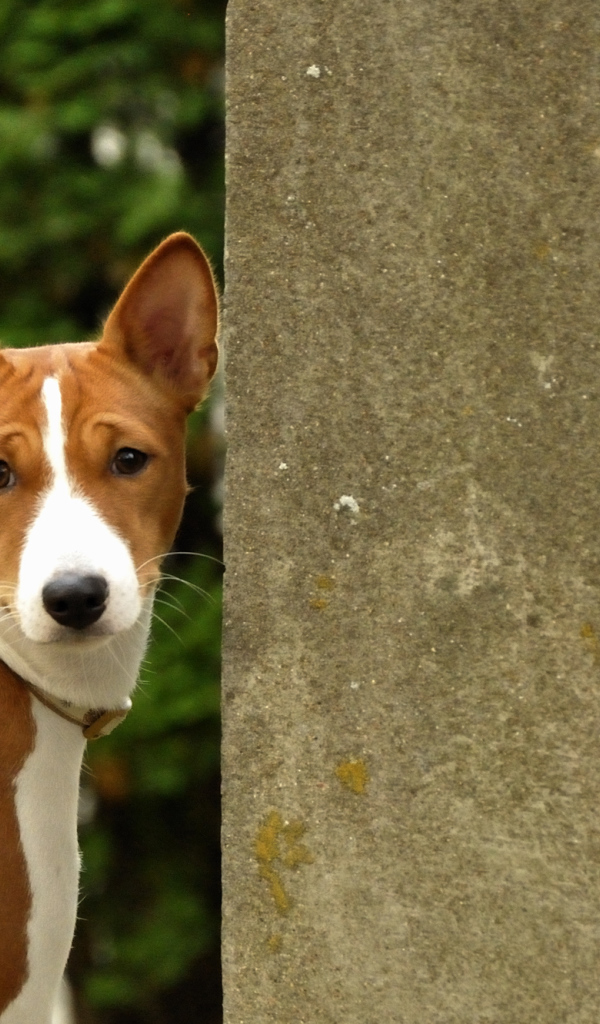 Собака породы басенджи возле бетонной стены