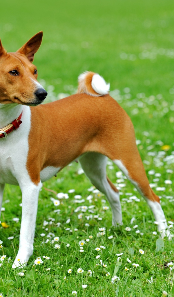 Собака породы басенджи на погулке