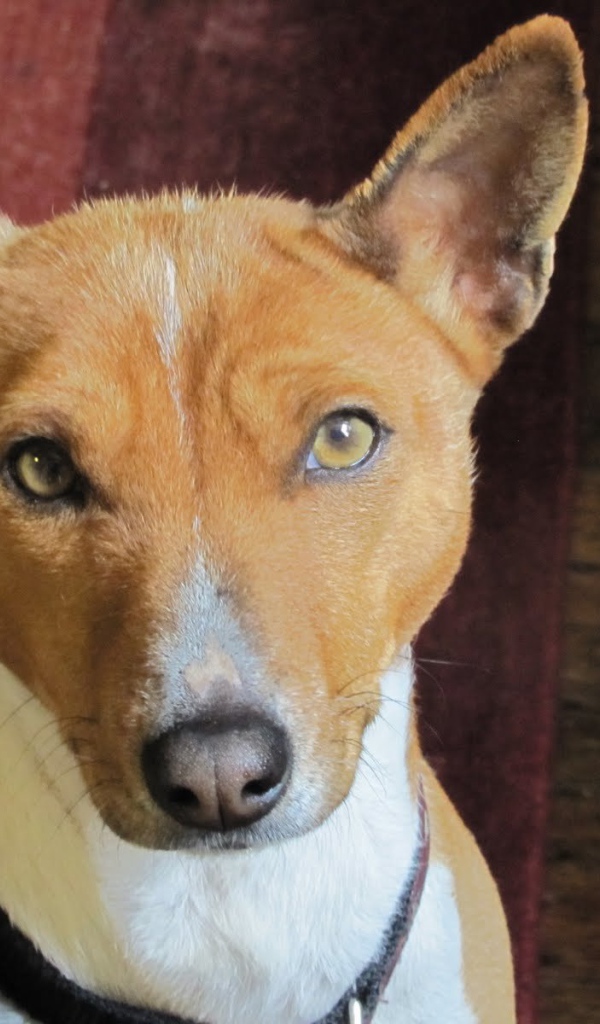 Портрет собаки породы басенджи