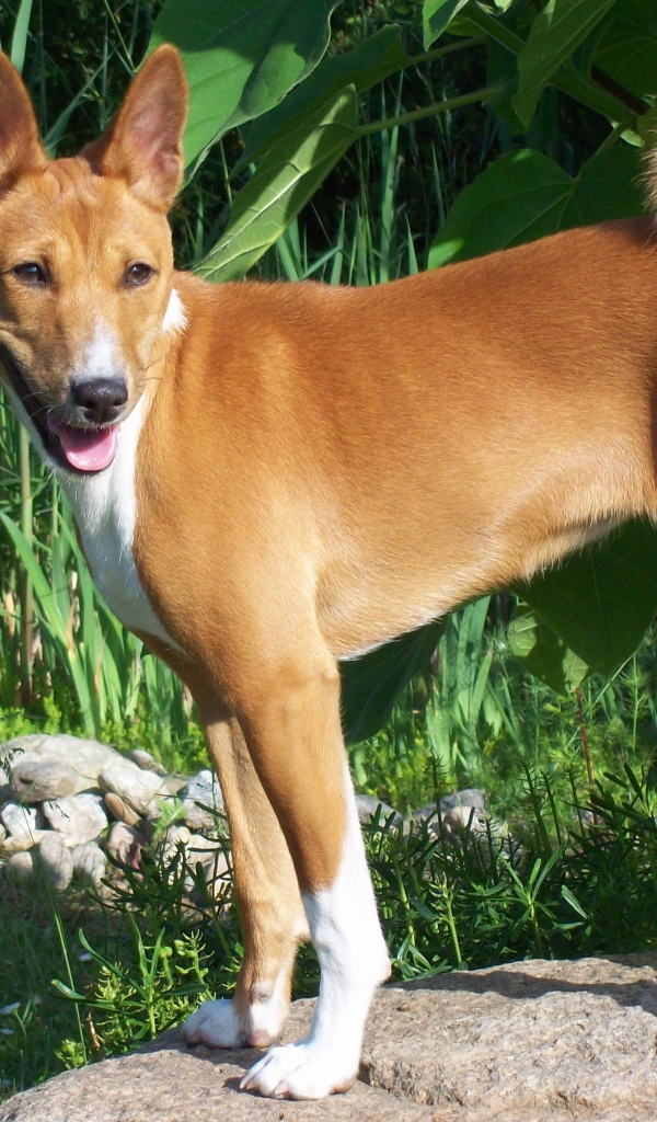 Собака породы басенджи позирует на камне