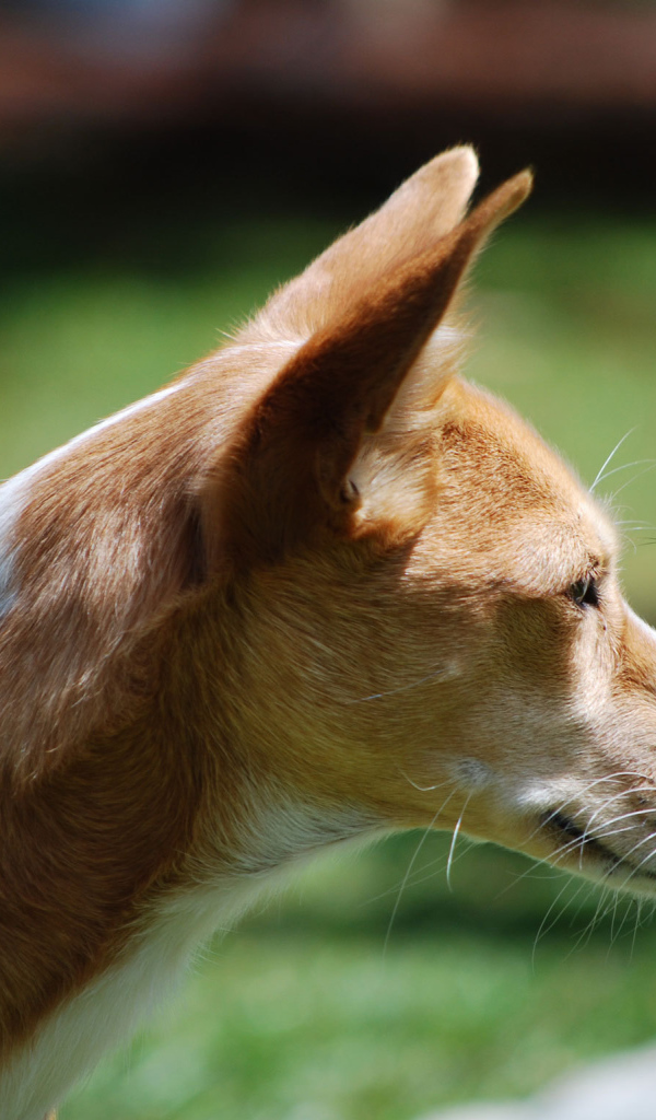 Собака породы басенджи позирует на улице