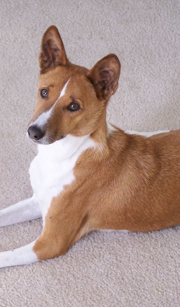 Собака породы басенджи позирует на белом ковре