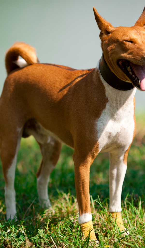 Собака породы басенджи щурится