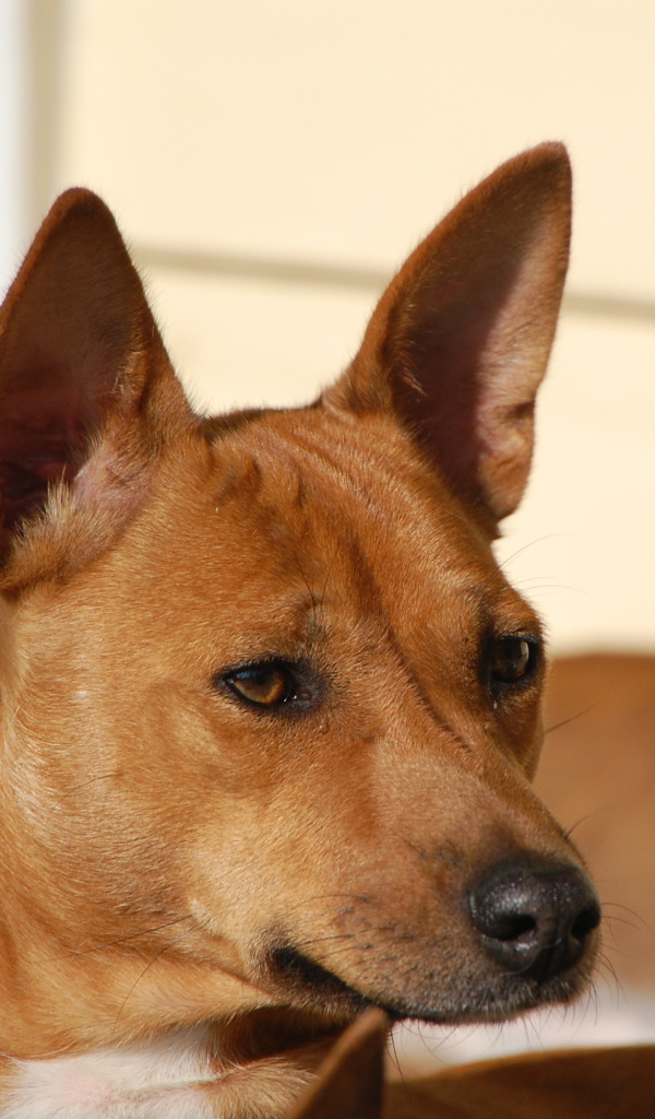 Собака породы басенджи пристально смотрит