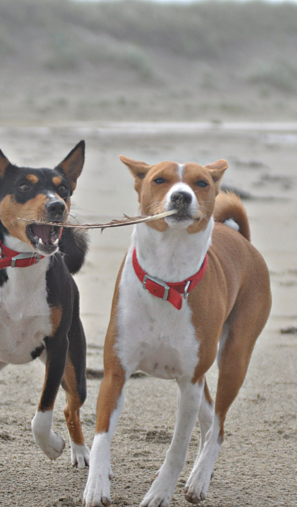 Собаки породы басенджи играют на песке