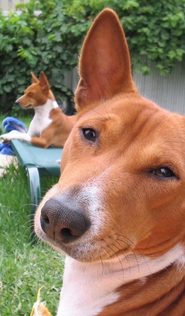 Собаки породы басенджи отдыхают во дворе