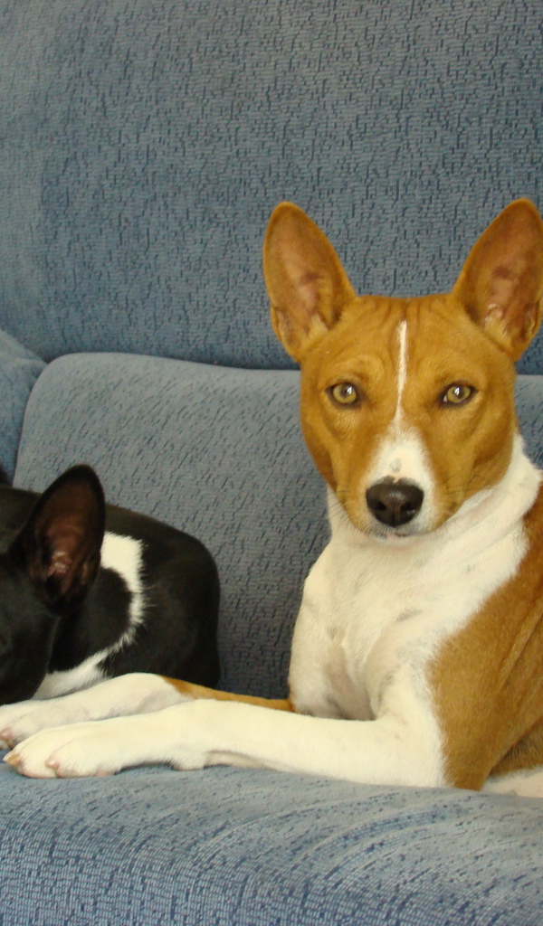 Собаки породы басенджи отдыхают на диване