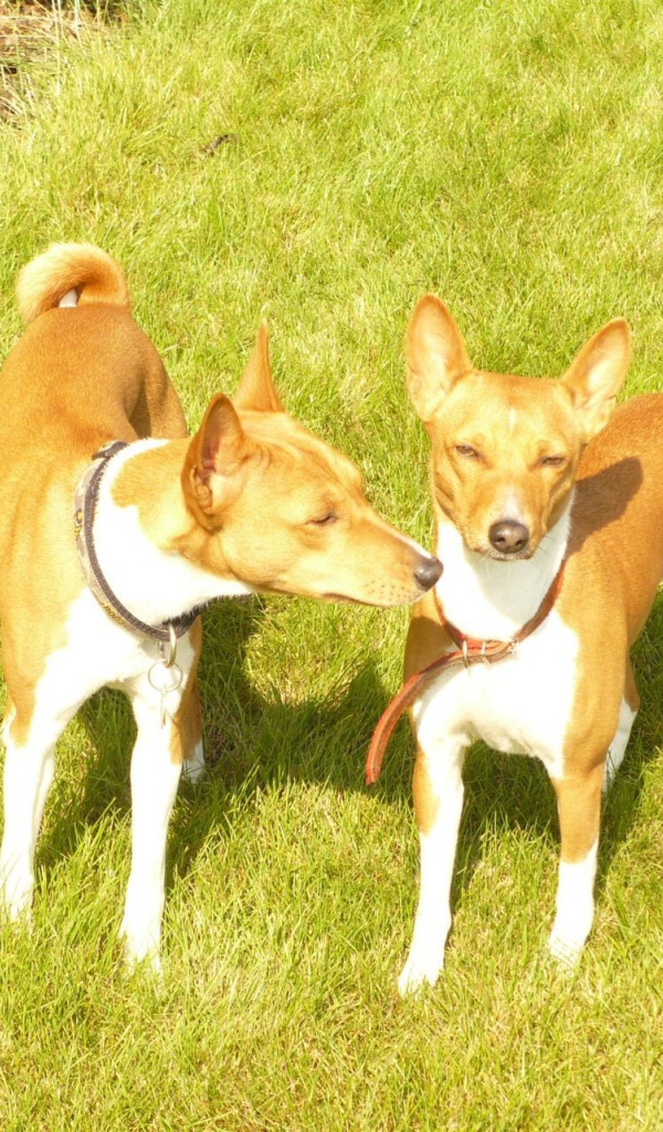 Две собаки породы басенджи на траве