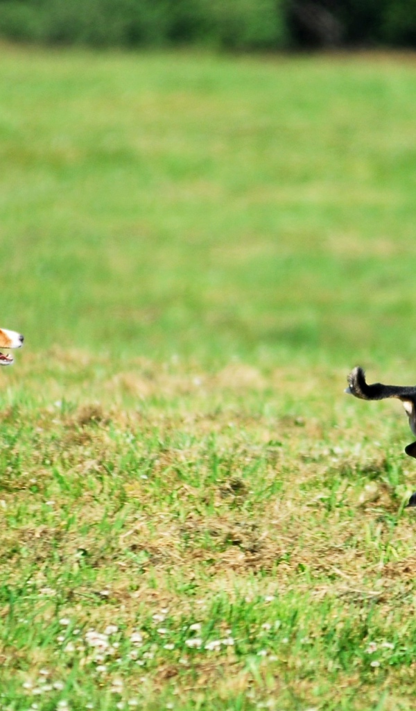 Собаки басенджи в погоне