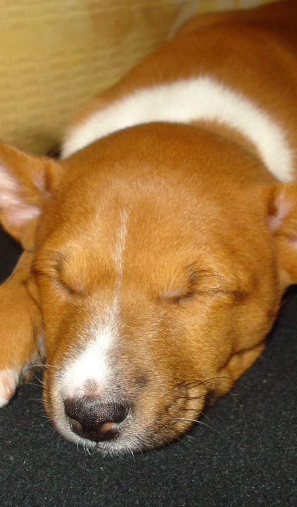 Щенок породы басенджи уснул