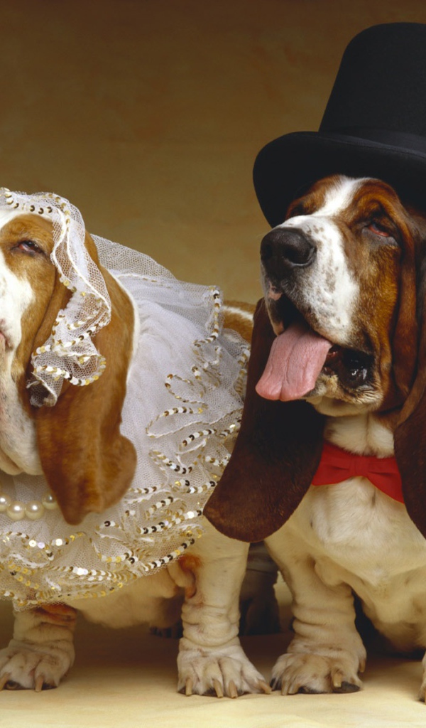 Бассет-хаунды, жених и невеста