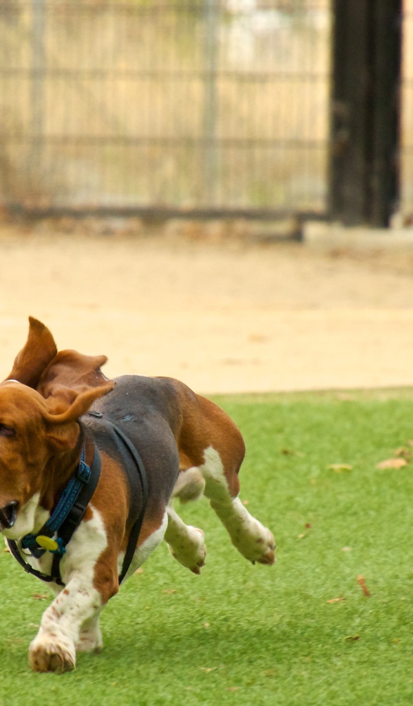Бассет-хаунд и его друг