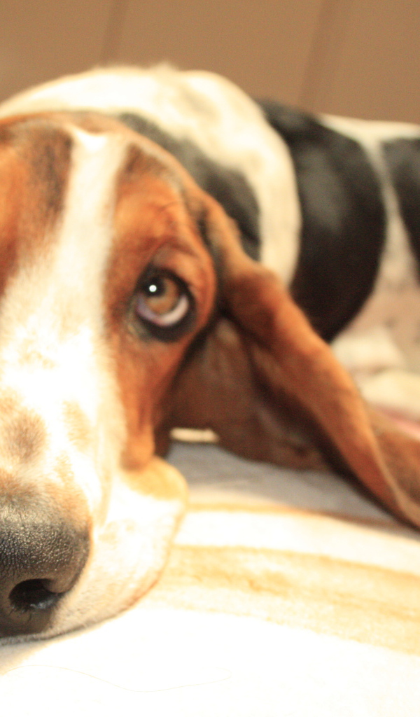 Бассет-хаунд о чём-то мечтает