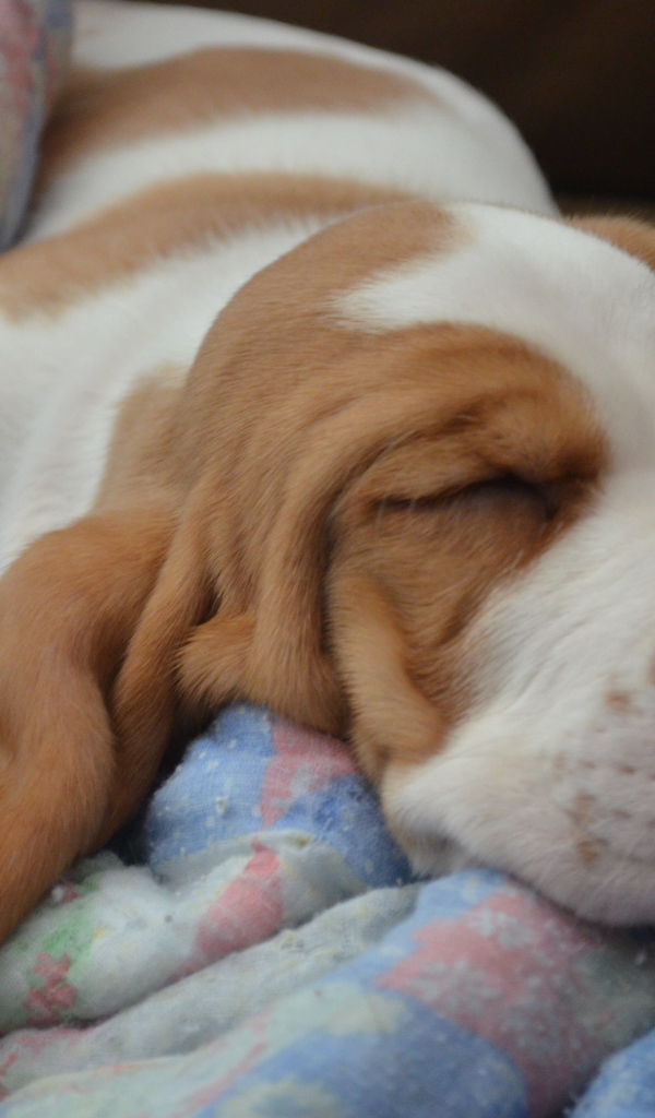 Бассет-хаунд крепко уснул на кровати