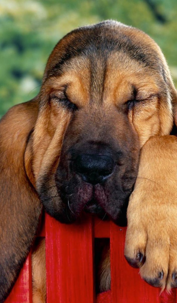 Бассет-хаунд уснул на заборе