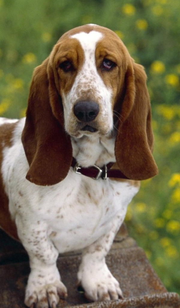 Бассет-хаунд на фоне одуванчиков