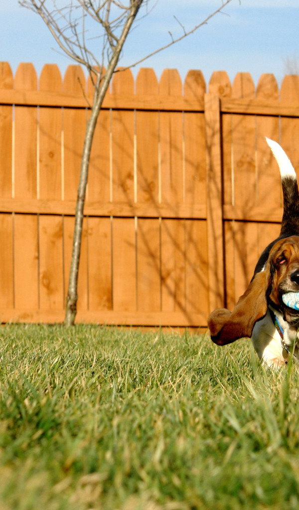 Бассет-хаунд играет с мячом
