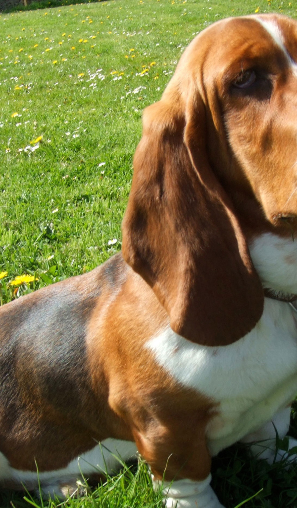 Бассет-хаунд сидит на траве
