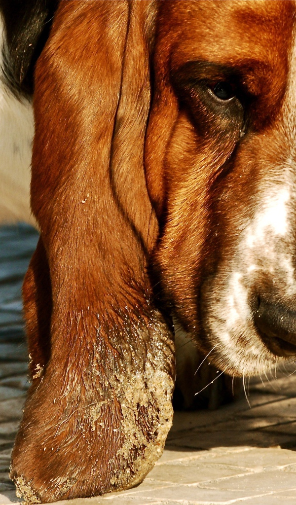 Бассет-хаунд испачкал уши в песке