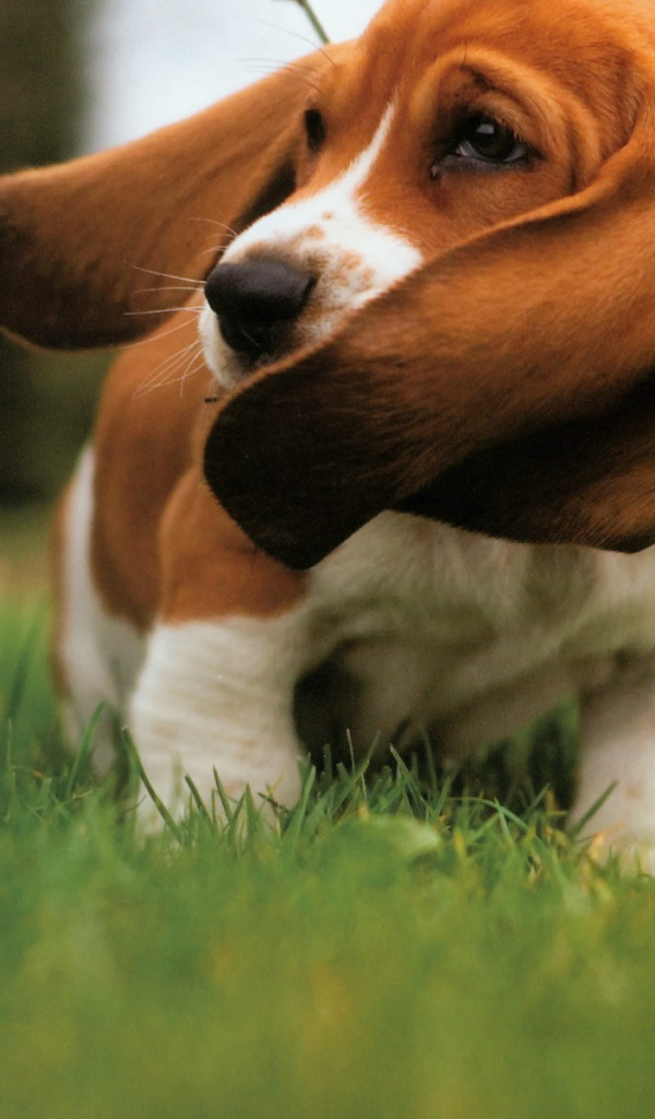 Бассет-хаунд размахивает ушами