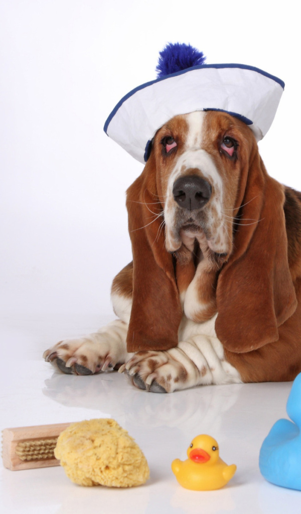 Бассет-хаунд в костюме моряка