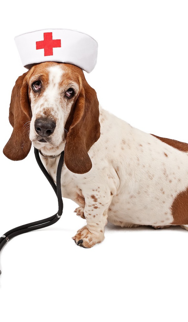 Бассет-хаунд в костюме медсестры