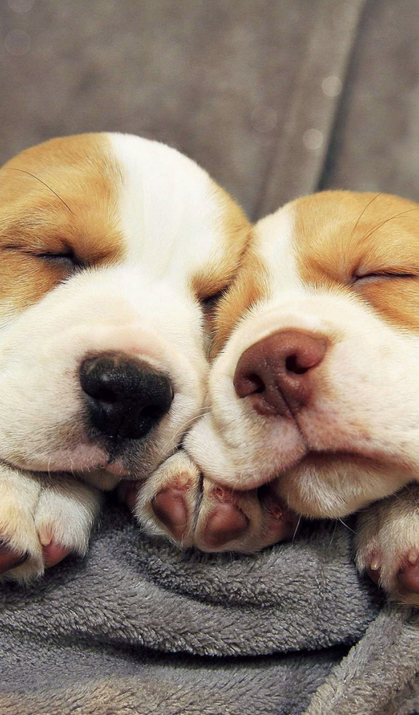 Щенки бассет-хаунда сладко спят