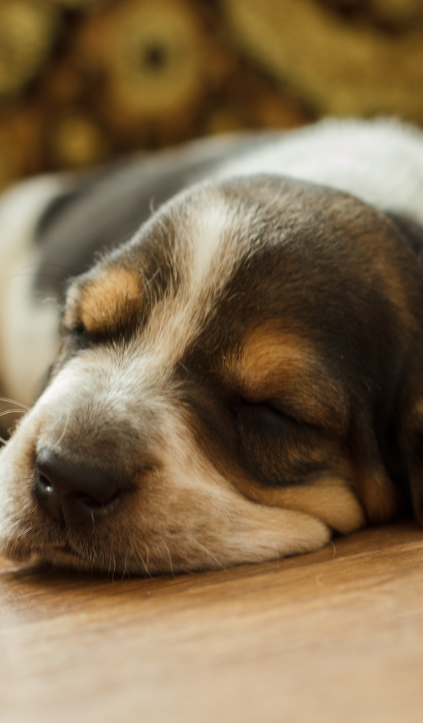 Щенок бассет-хаунда уснул на полу