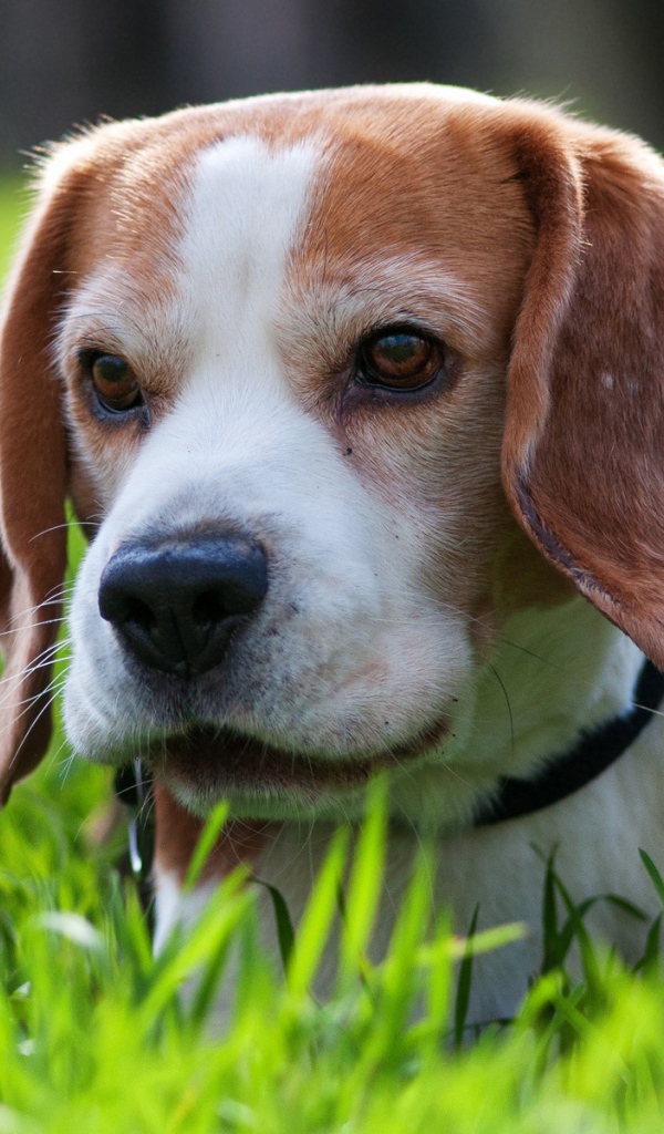 Милая собака породы бигль спряталась в траве